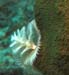 diving5