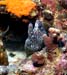 diving5_1