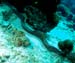 diving7_1