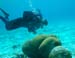 reefballs3