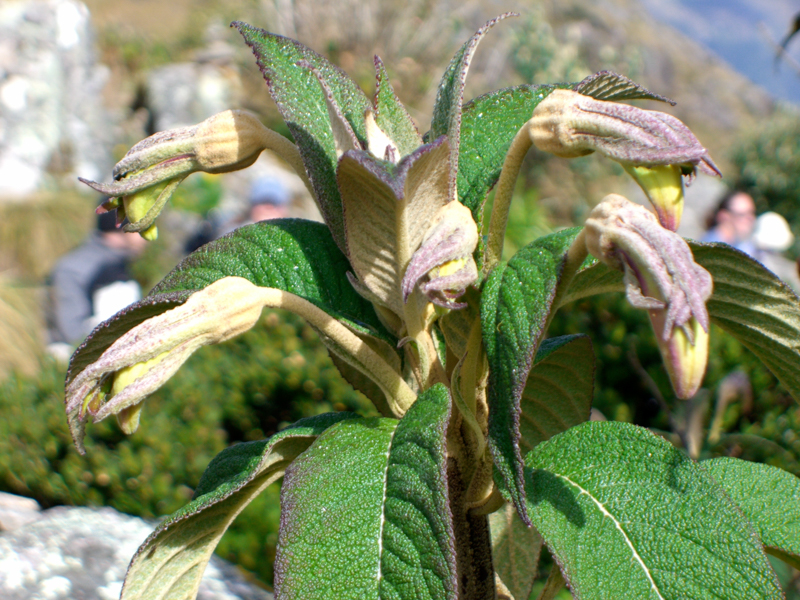 peru