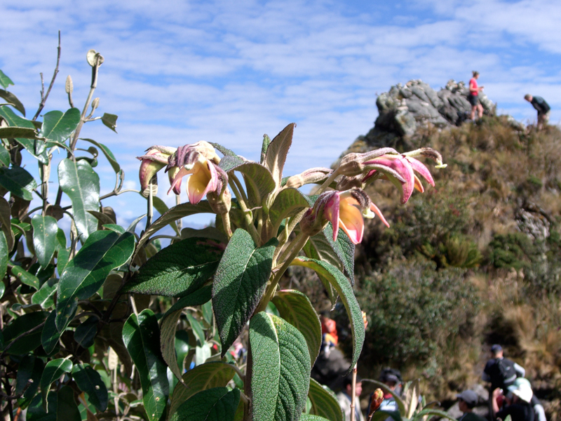 peru