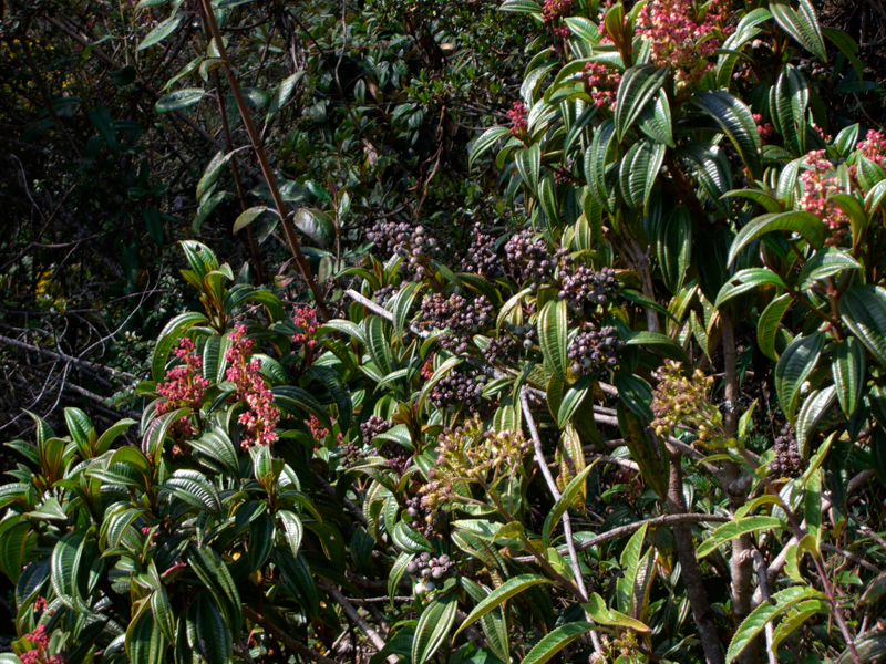 peru