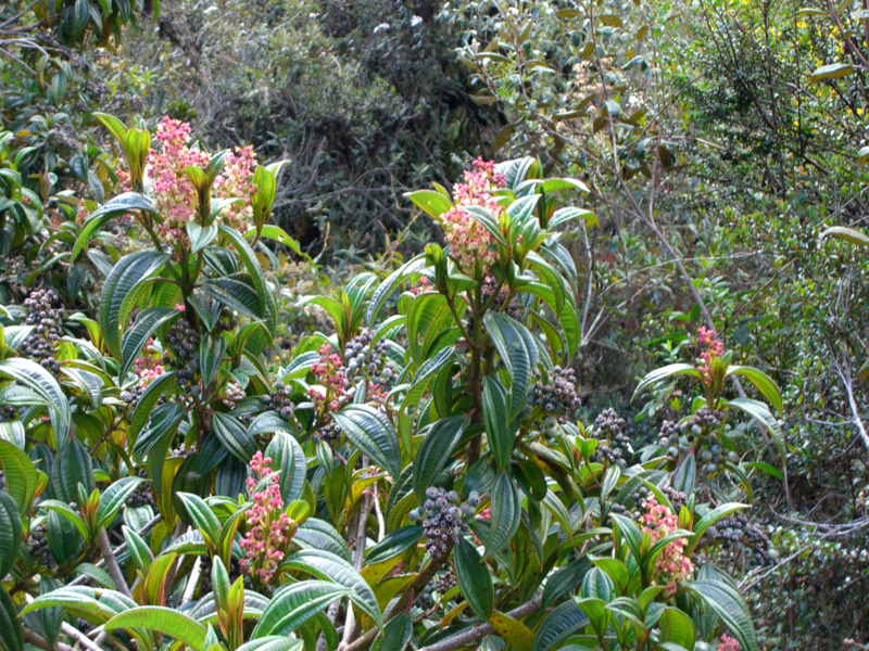 peru