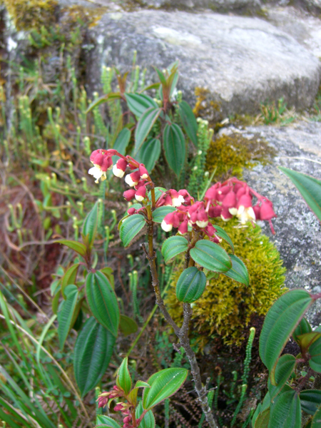 peru