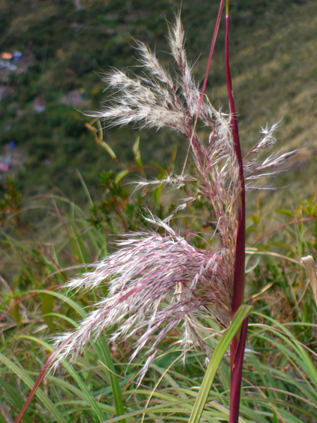 peru