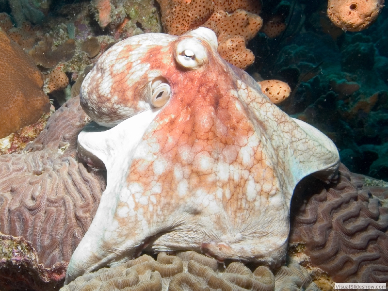 octo0871