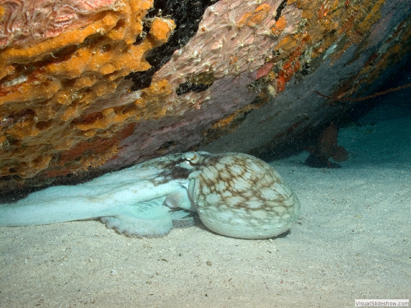 octo1130064