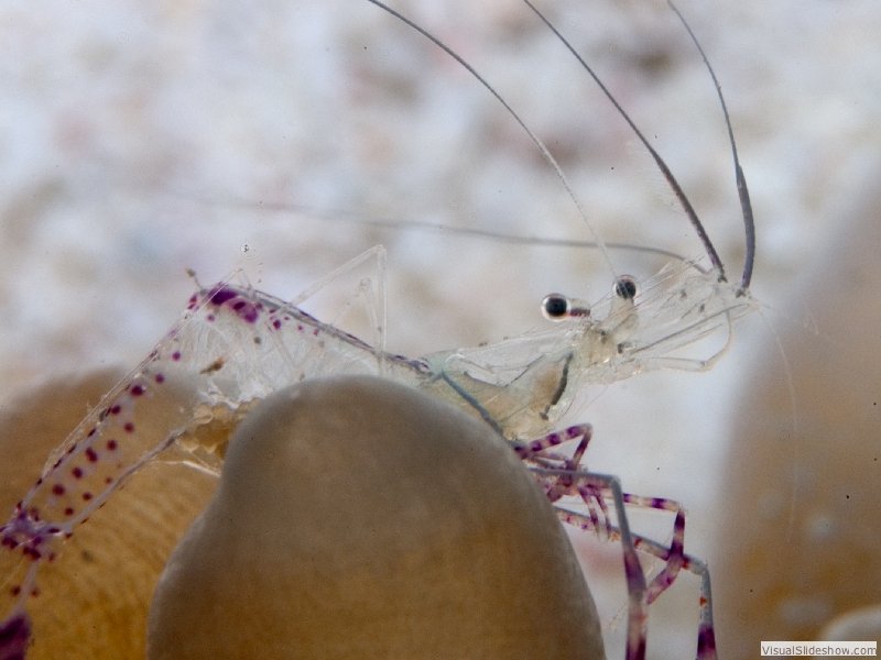 shrimp1303