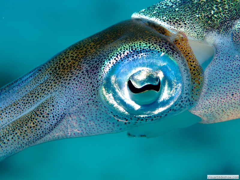 squid3867